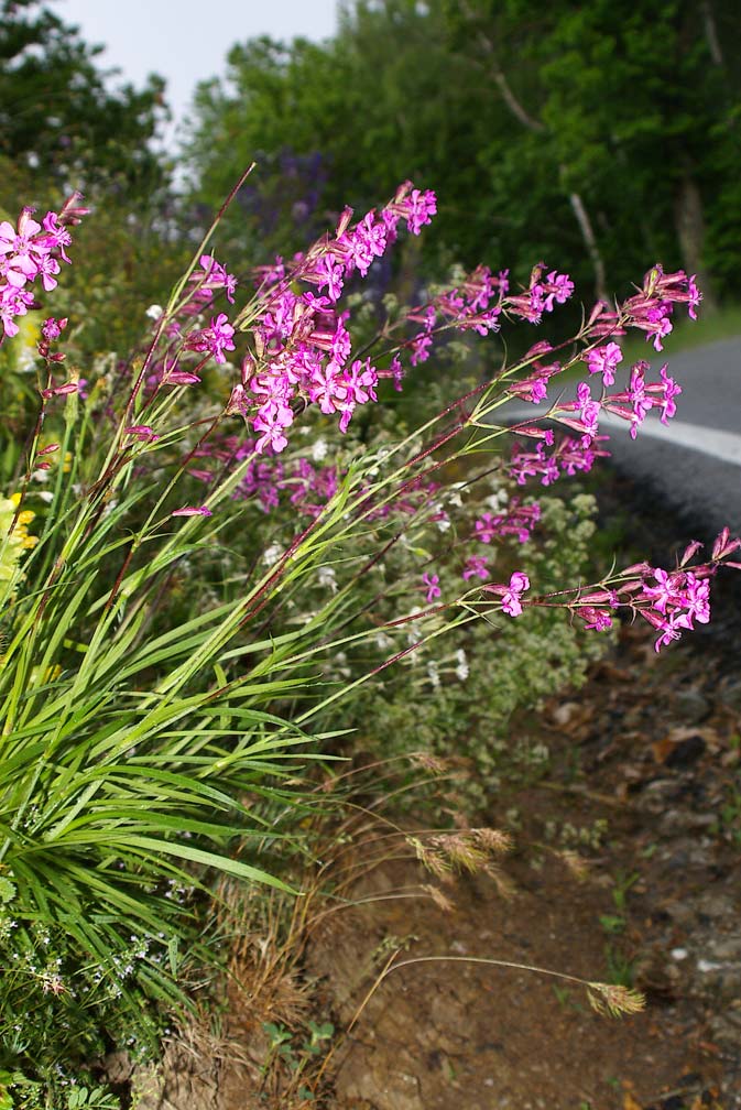 Viscaria vulgaris (=Lychnis viscaria) /Crotonella vischiosa